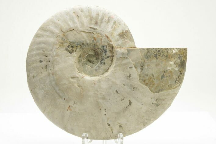 Silver Iridescent Ammonite (Cleoniceras) Fossil - Madagascar #219579